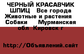 ЧЕРНЫЙ КРАСАВЧИК ШПИЦ - Все города Животные и растения » Собаки   . Мурманская обл.,Кировск г.